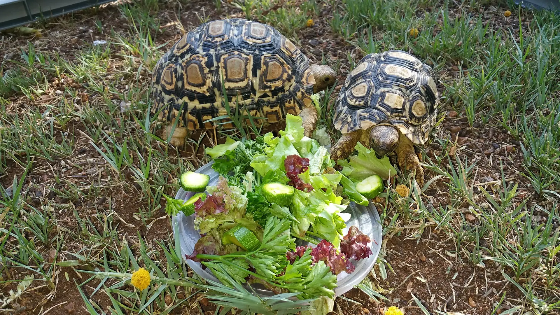 Two tortoise guests with their salad