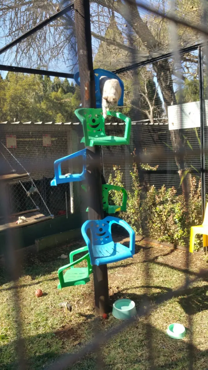 Cats on a climbing tower