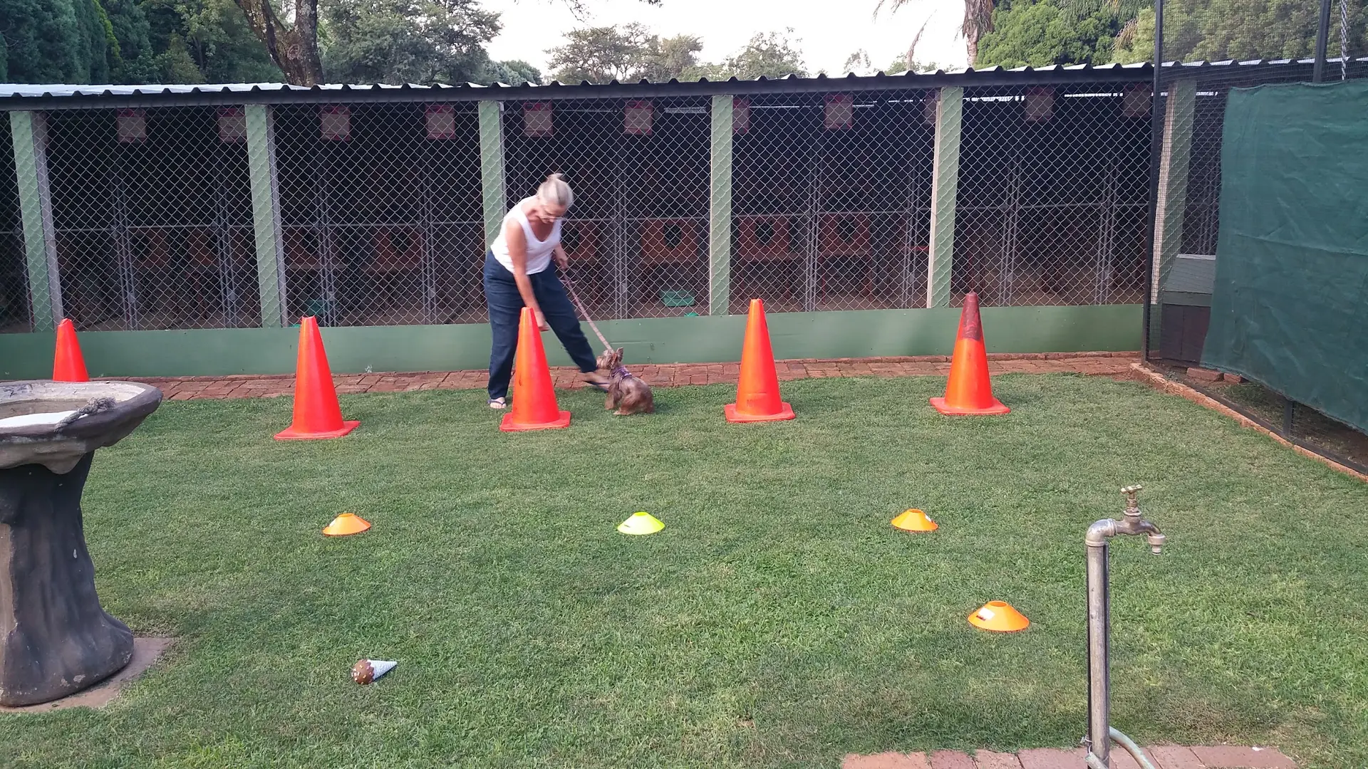 Playtime on the lawn