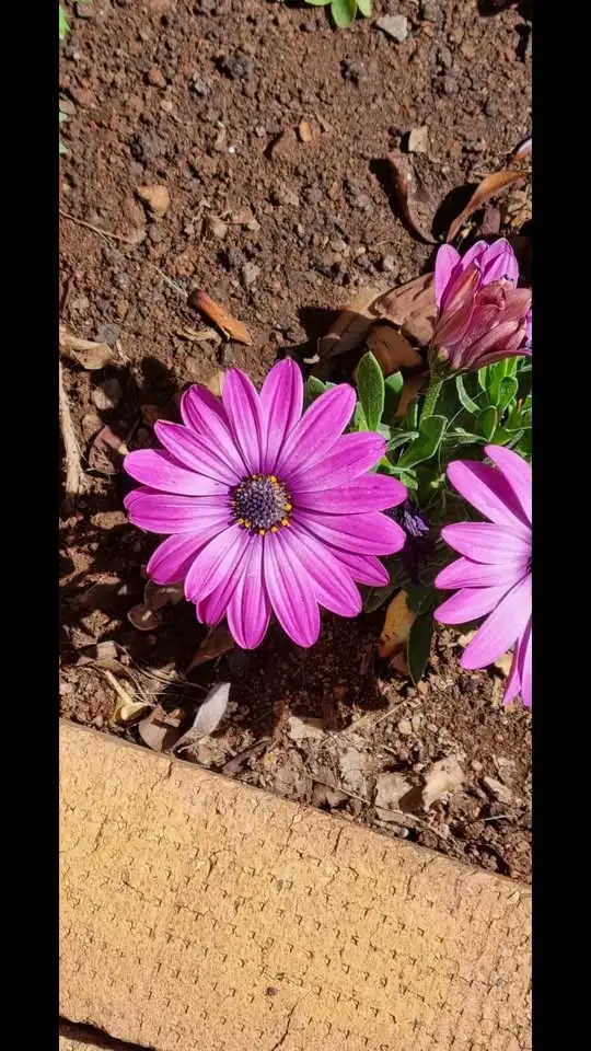 Flowers in the garden