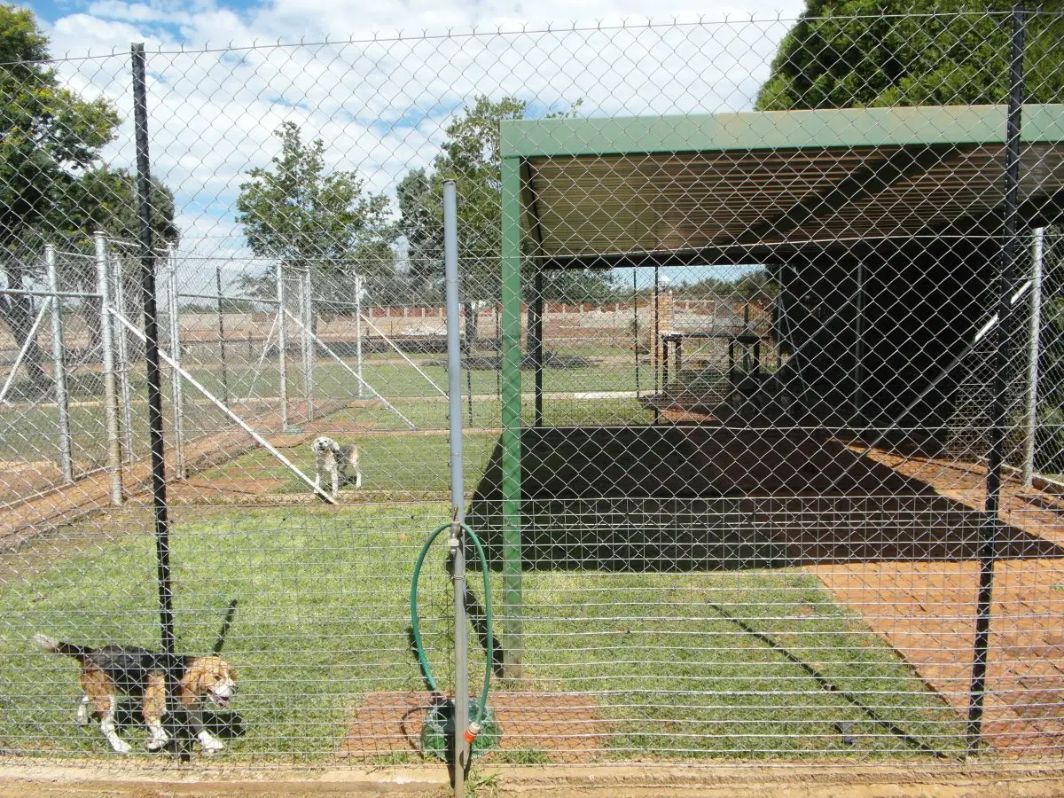 The shaded dog runs