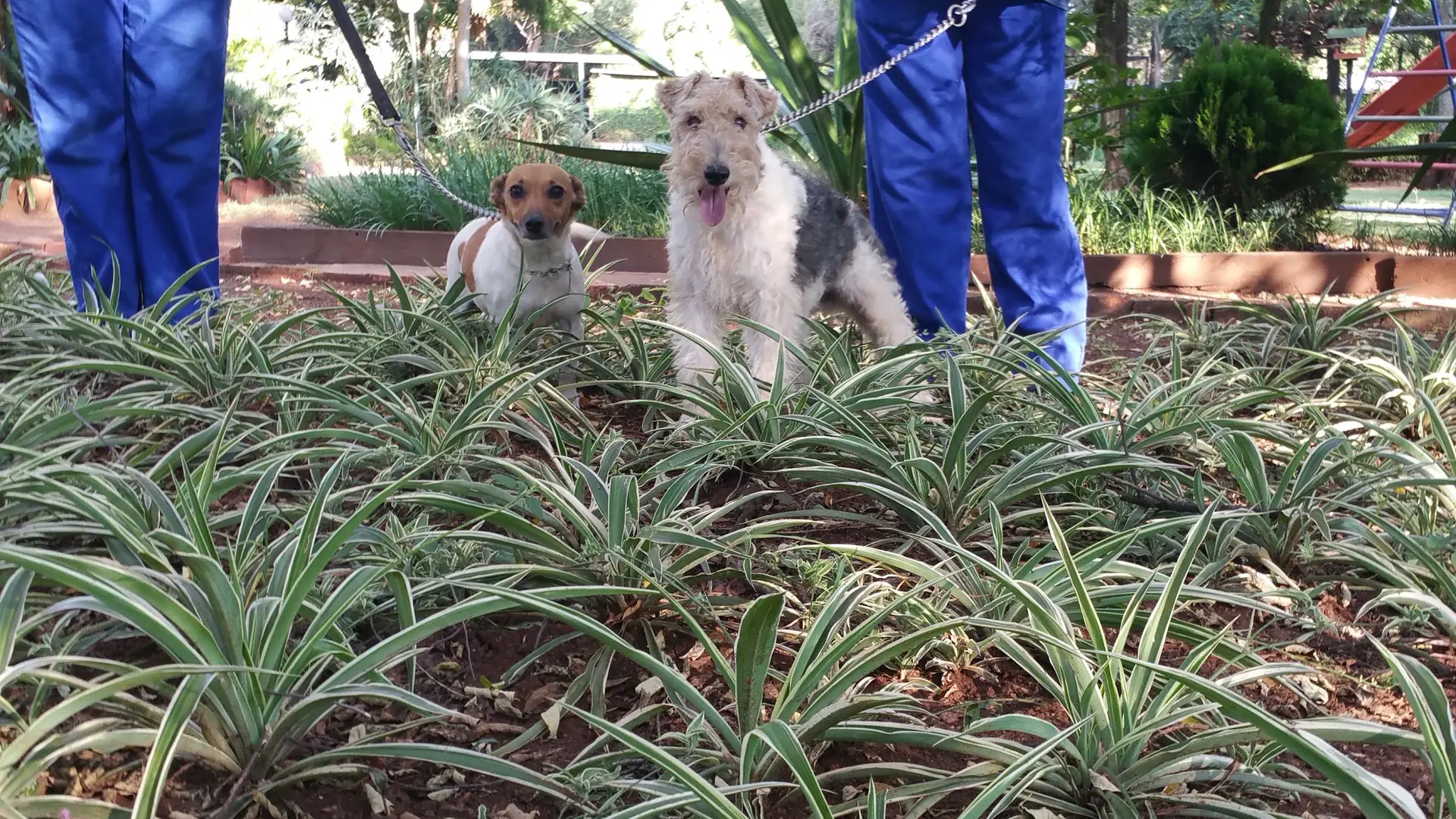 Dogs out on the lawn