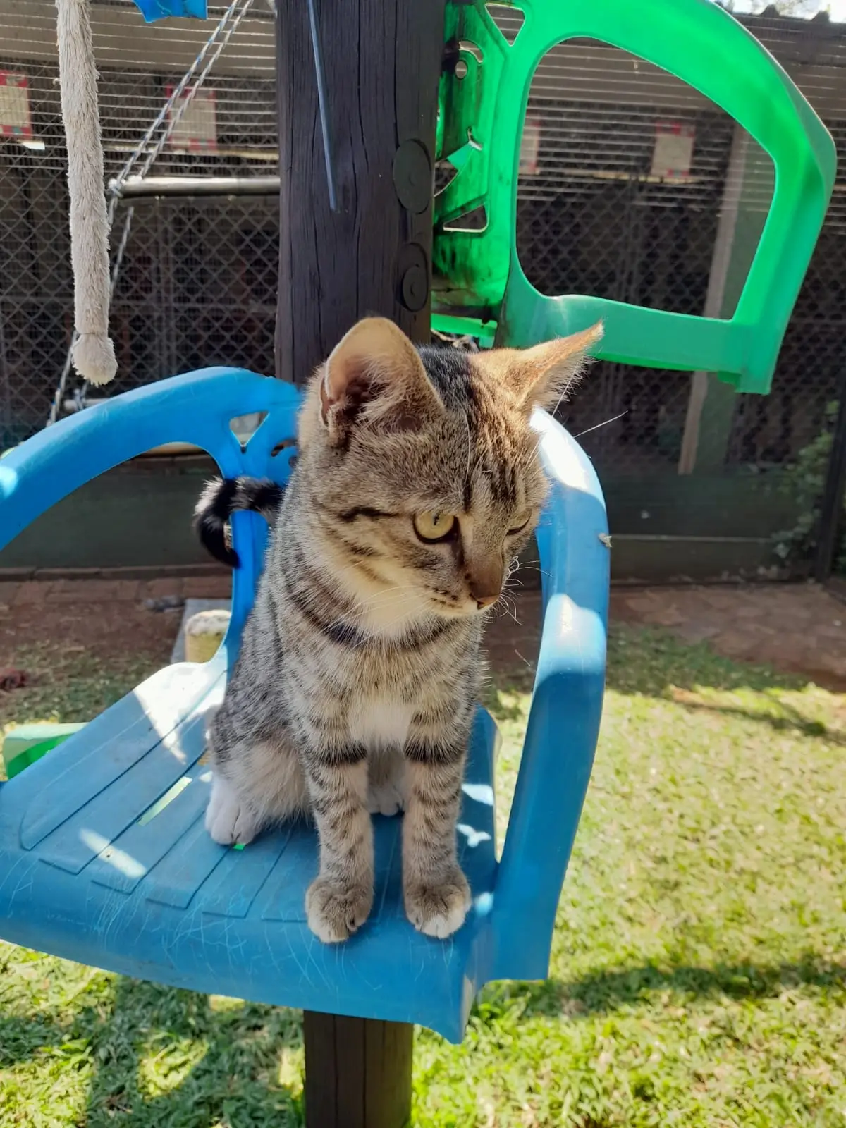 A tabby cat on a blue chair in the garden