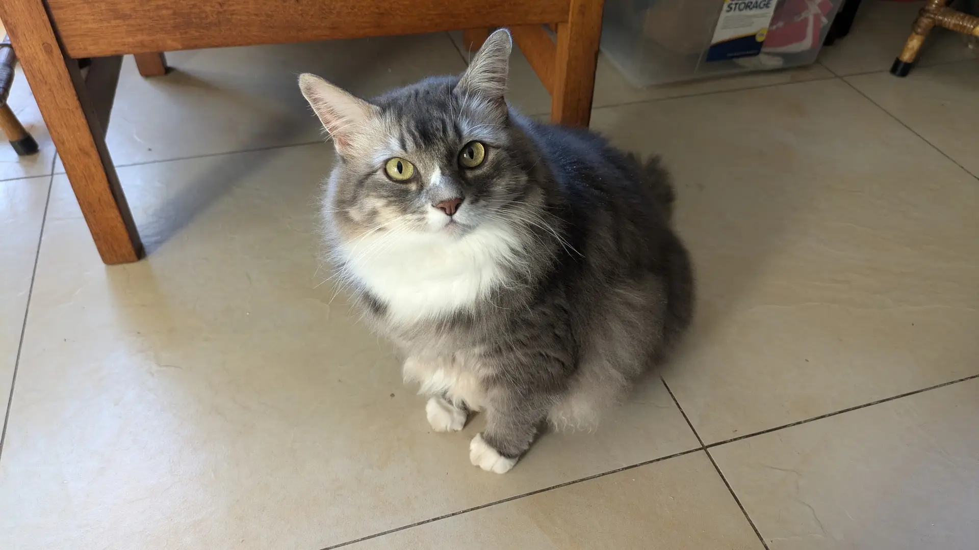 A grey cat at home in the cattery